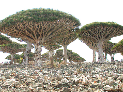 socotra-trees