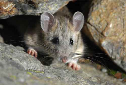 woodrat woodrat