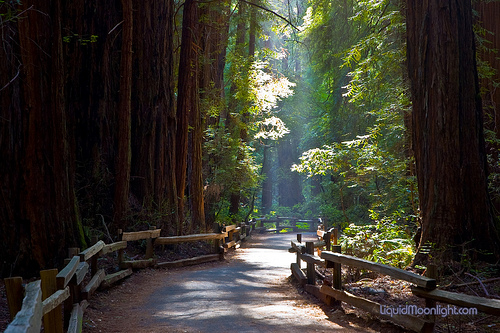 Muir Woods - flickr - Darvin Atkeson