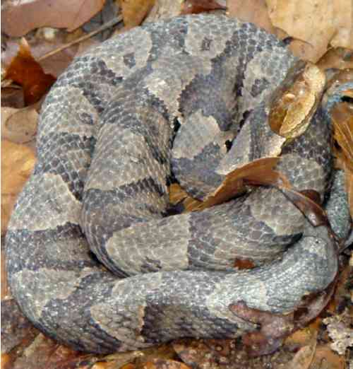 copperhead