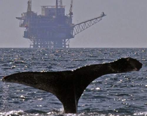 A humpback whale raises its tail as it prepares for a deep dive in the Santa Barbara Channel off the coast of Oxnard, Calif. on Sunday afternoon, April 19, 2009. The offshore oil platform "Gail" is seen in the background. (AP Photo/The Santa Barbara News-Press, Mike Eliason)