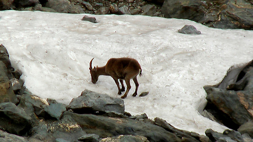 Chamois eating snow near Lac du Louvie