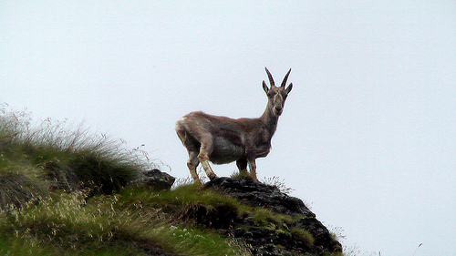 Chamois
