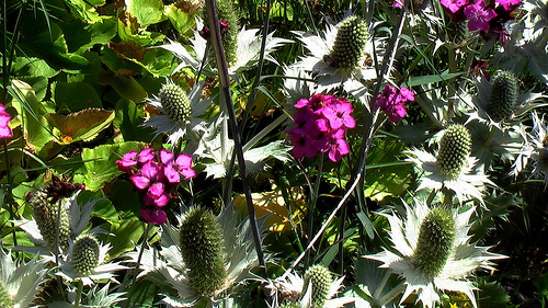 Champex-Lac Alpine Garden