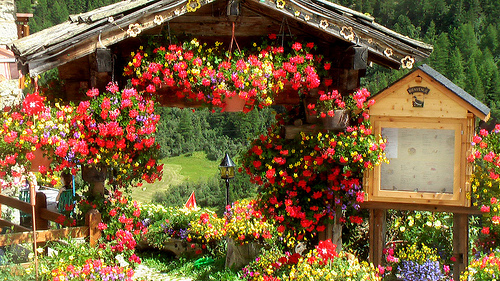 flowers-Arolla