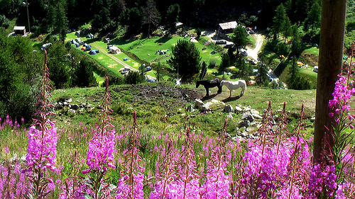 horses-Arolla horses-Arolla