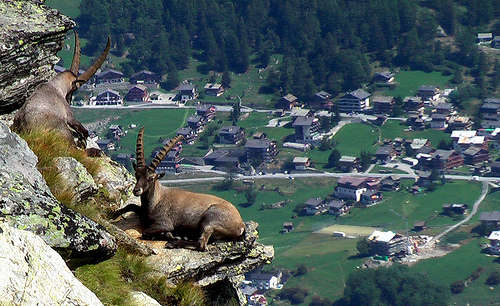 Ibex