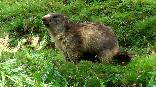 marmot