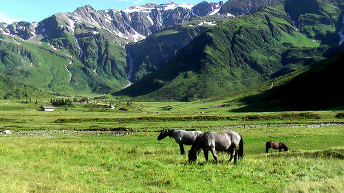 Sportgastein-horses