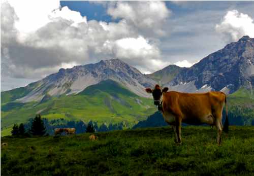 Swiss-cow