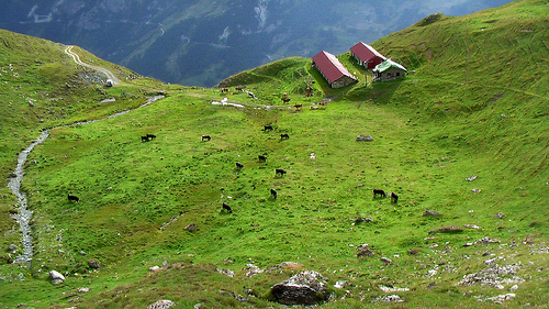 Swiss-farm