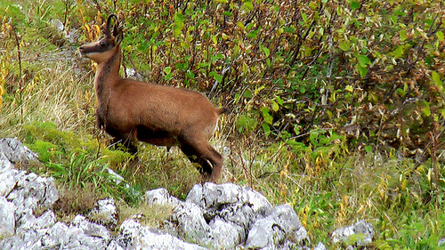 Chamois