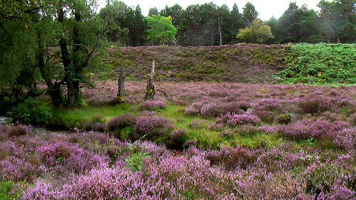 purple-heather purple-heather