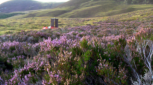 tent-purple-heather tent-purple-heather