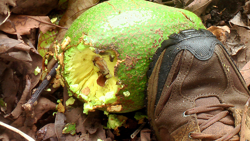 avocado