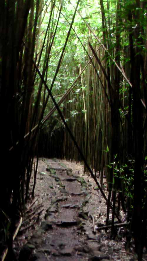 bamboo-forest