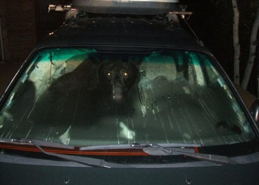 bear-in-car