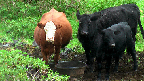 cows
