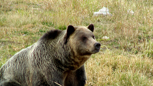 Grizzly