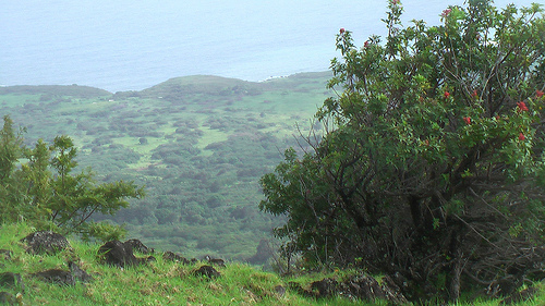 Maui-coastline