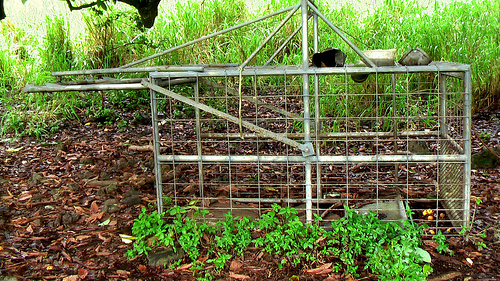pig-trap
