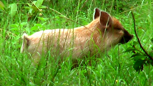 wild-pig