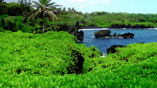 Wainapanapa-Park Wainapanapa-Park