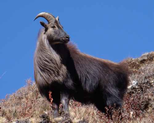 Tahr