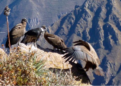 Condors