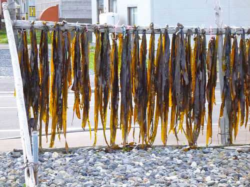 kelp