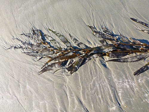 seaweed