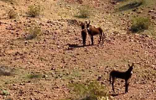 burros