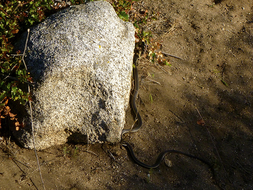 click for larger version