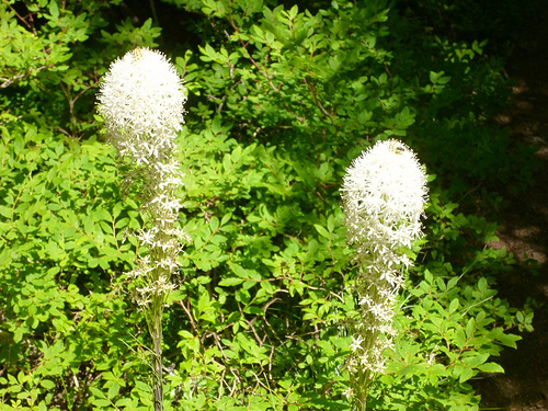 beargrass