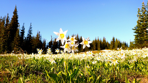 avalanche lilies 