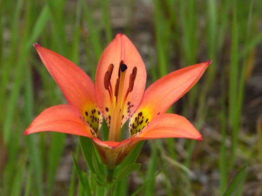 Western Wood Lily - 3