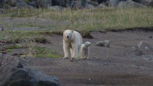 nl-300-polar-bears-20130816