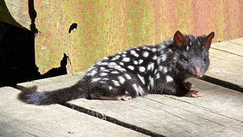 Eastern Quoll