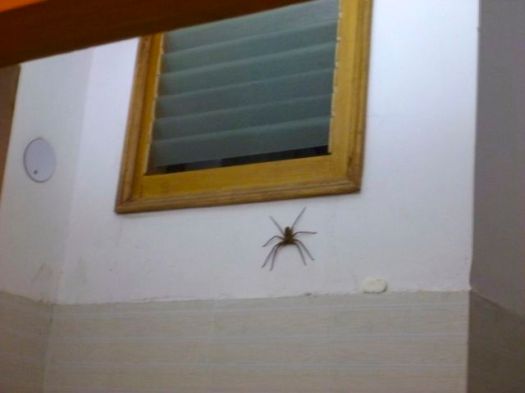 BIG spider at hotel - Kuari day 6