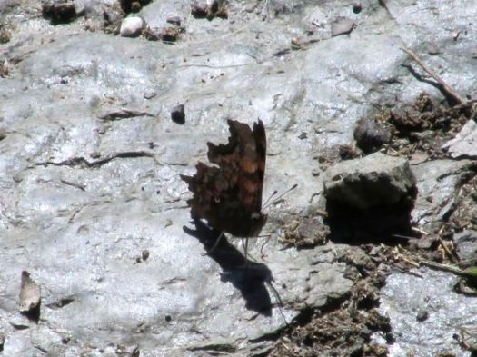 butterfly - Kuari day 4