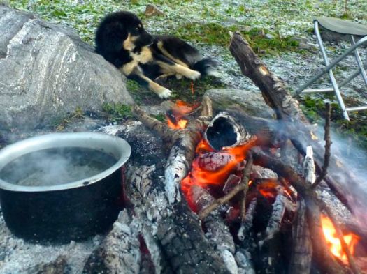 dog warming up - Kuari day 6