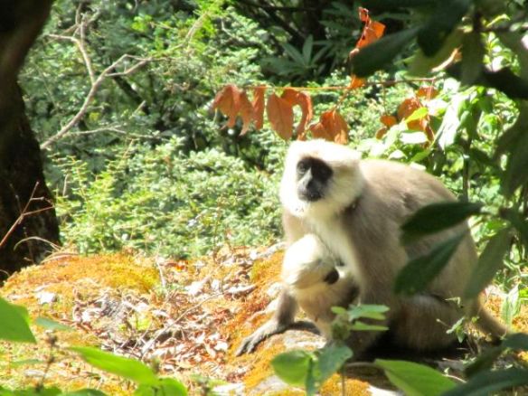 first monkeys - Kuari day 3