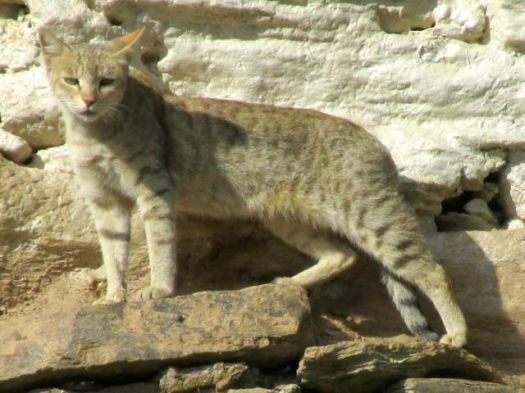 house cat - Kuari day 3