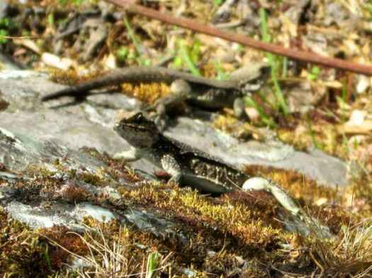 lizards - Kuari day 3