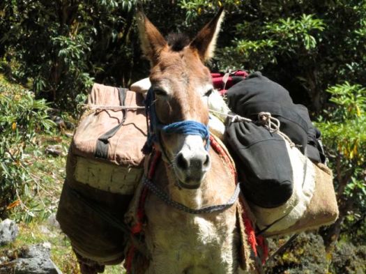 pack mule - Kuari day 4