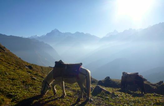 pack mule - Kuari day 6
