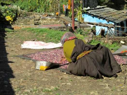 sorting beans - Kuari day 3