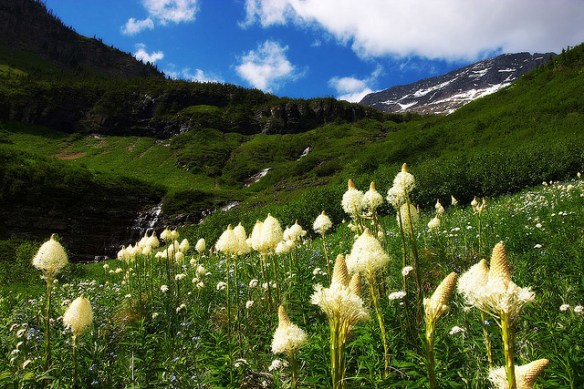 Bear Grass by paribus 