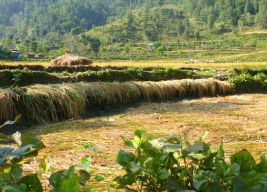 farm Nepal