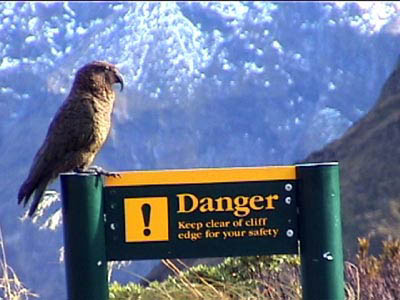 Kea (parrot) atop Mackinnon Pass